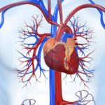 Совет от медиков, как укрепить сердечно-сосудистую систему