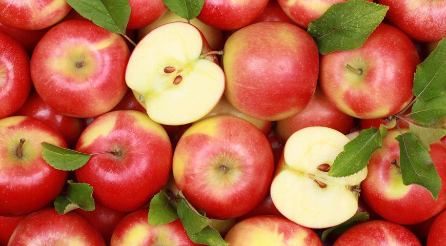 Два яблока в день спасут от страшной болезни: раскрыт секрет долголетия