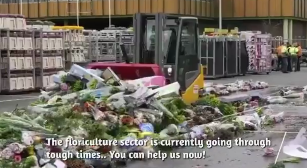 Нидерланды массово уничтожают цветы из-за нулевого спроса вызваного пандемией (ВИДЕО)