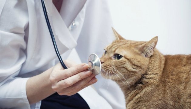 Коронавирус у кошек: что это такое и как передается