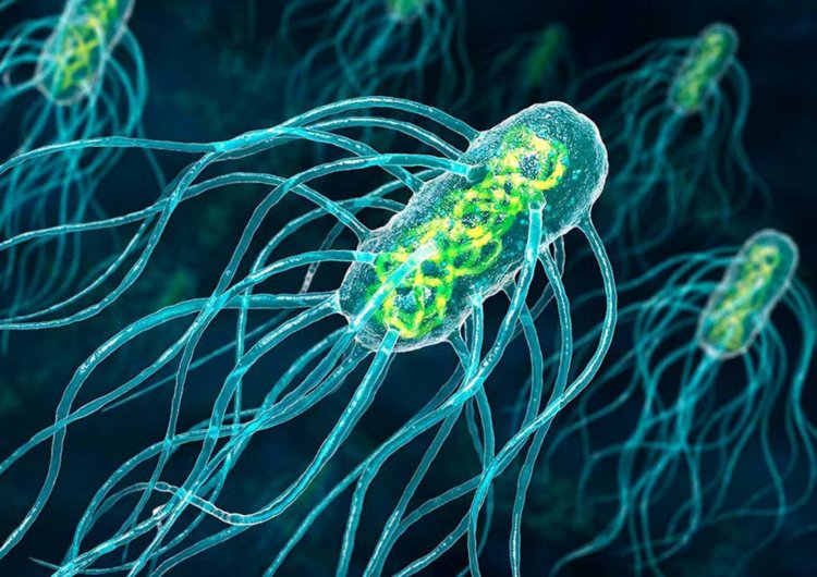 Ученые нашли новые очаги размножения коронавируса в теле человека