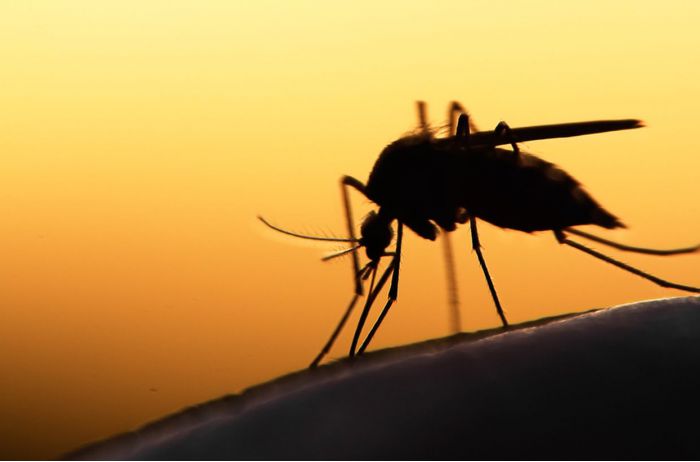 Стало известно, как укусы комаров влияют на человеческий организм