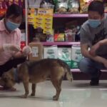 “Хатико эры Covid”: собака три месяца прождала под больницей своего умершего хозяина