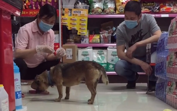 "Хатико эры Covid": собака три месяца прождала под больницей своего умершего хозяина