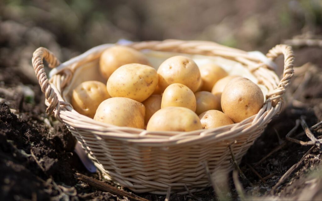Диетологи объяснили, почему картофель особенно полезен для женщин