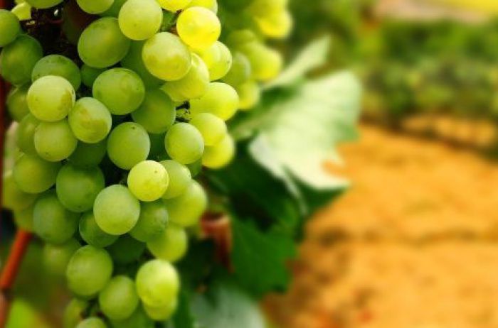 Медики рассказали, что происходит с организмом после употребления винограда, и кому не стоит его есть