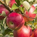 Как нужно есть яблока, чтобы они приносили максимум пользы организму