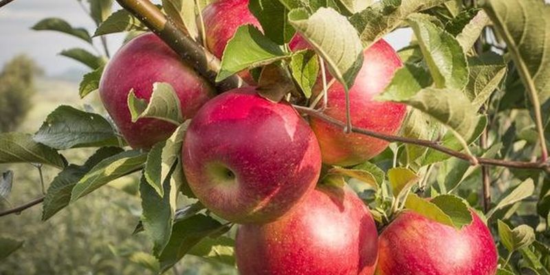 Как нужно есть яблока, чтобы они приносили максимум пользы организму