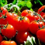 Могут вызвать зуд и сыпь: кому нельзя есть помидоры