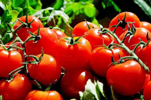 Могут вызвать зуд и сыпь: кому нельзя есть помидоры