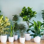 Какие комнатные растения могут сильно навредить здоровью