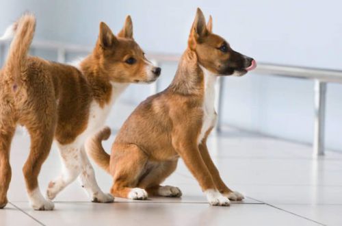 Названа порода собак, распознающая заболевших на коронавирус