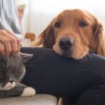 Врачи ответили могут ли коты и собаки подцепить COVID-19
