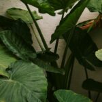 Какие домашние растения способны навредить здоровью человека