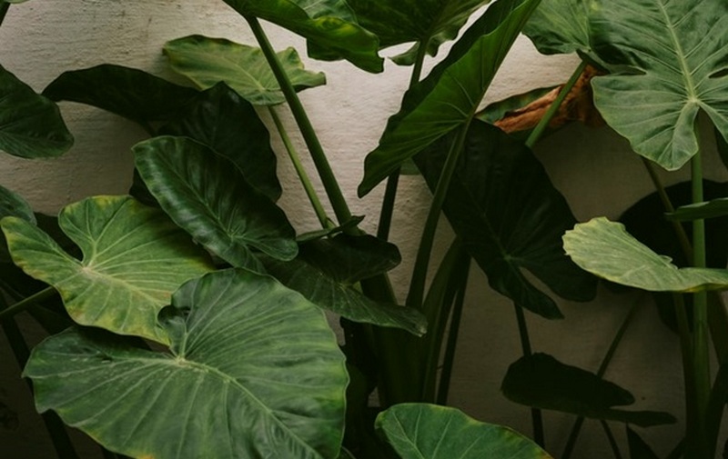 Какие домашние растения способны навредить здоровью человека