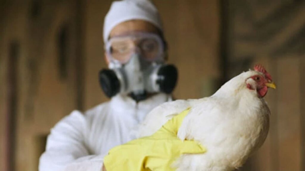 В Николаевской области произошла вспышка птичьего гриппа