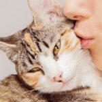 Какие серьезные заболевания можно подхватить целуя кошку