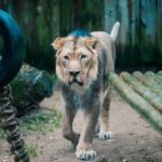 У льва из Таллинского зоопарка был диагностирован коронавирус