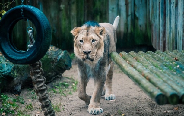 У льва из Таллинского зоопарка был диагностирован коронавирус