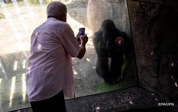 В одном из зоопарков США от коронавируса привили горилл