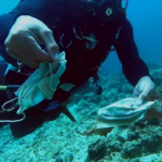 Обнаружен риф, загрязненный медицинскими масками