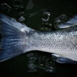 Как не купить опасную для здоровья рыбу: совет диетологов