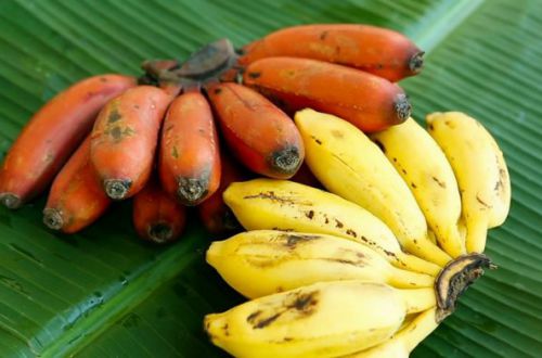 Ученые объяснили, какими бананами нельзя кормить детей