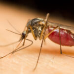 Медики объяснили, почему чесать место укуса комара опаснее, чем вы думаете