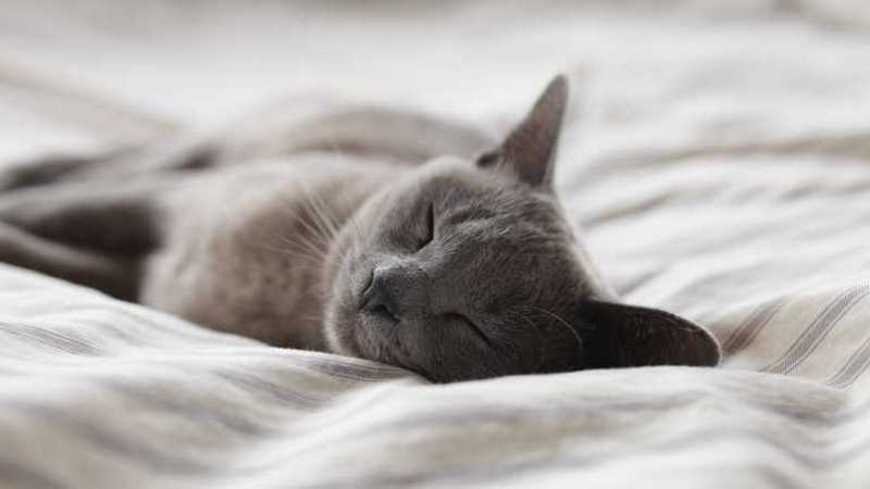 Эксперт по сну подсказал семь способов хорошо выспаться
