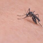 Вчені з’ясували, яку групу крові найбільше люблять комарі