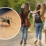 Лікар розповіла про серйозну реакцію на укуси комарів: кому загрожують кровопивці