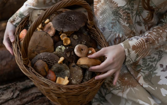 Кому категорично не можна їсти гриби та як правильно їх збирати, щоб не отруїтися